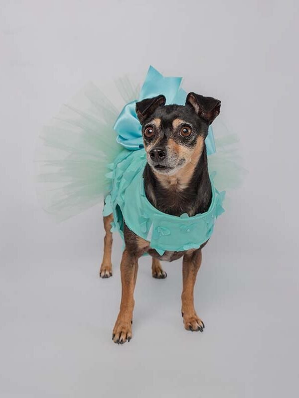 Tutu Dress